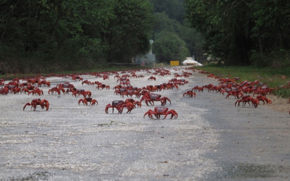 Caranguejos vermelhos cruzam estrada em direção ao mar na Ilha Christmas, na Austrália