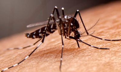 MedLevensohn registra aumento de 300% nas vendas de testes contra a dengue entre abril e maio