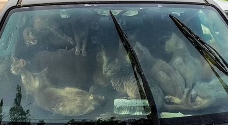 Impressionante Americano é autuado após ser flagrado morando com gatos dentro de um carro