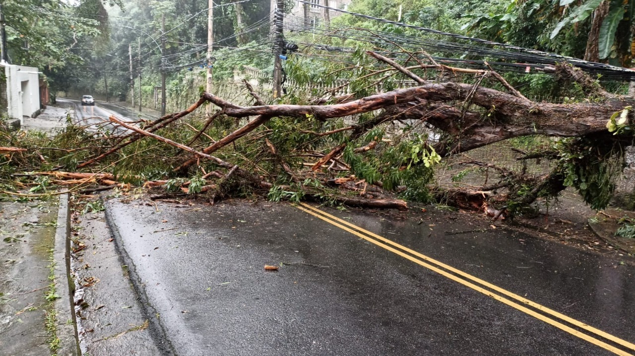 árvore caída bloqueando a Estrada do Joá