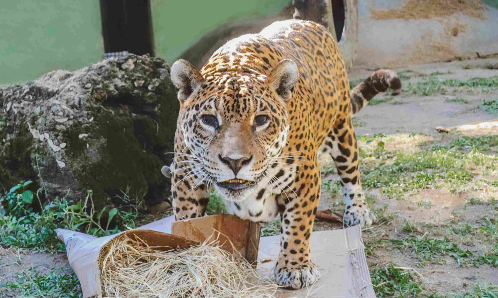 On A Gabi Completa Anos E Ganha Festa Da Equipe T Cnica Do Bioparque