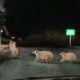 Guaxinins fazem fila para receber comida no drive-thru no Canadá