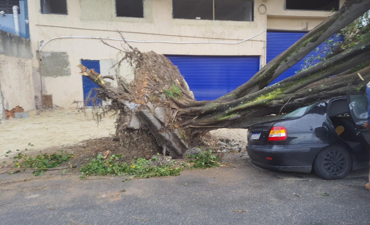 Carro é atingido por árvore