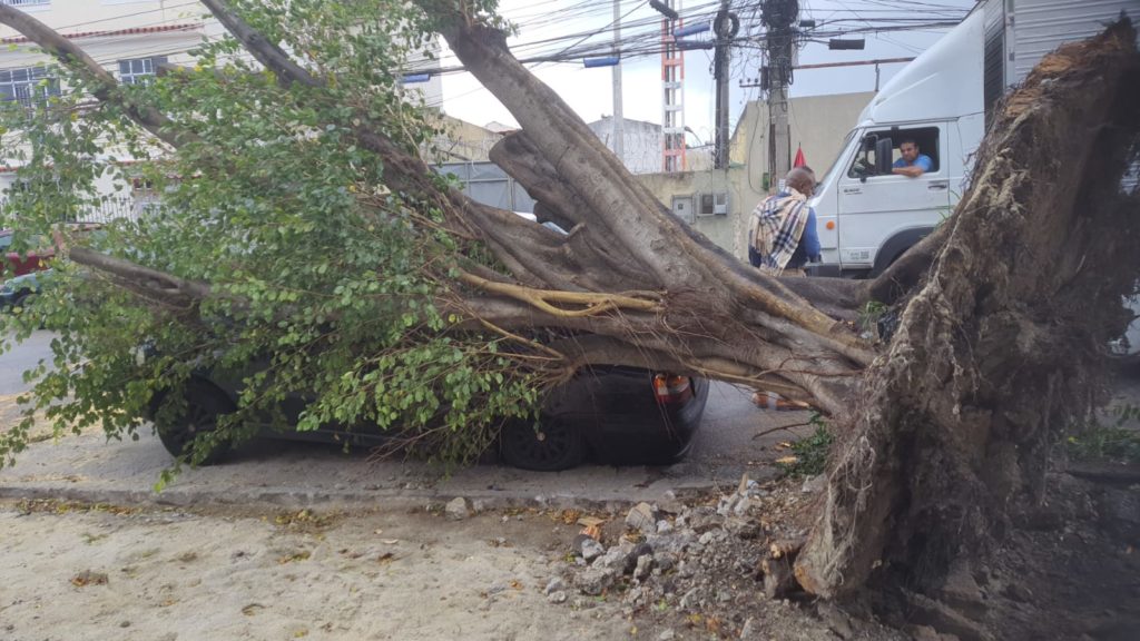 Carro é atingido por árvore