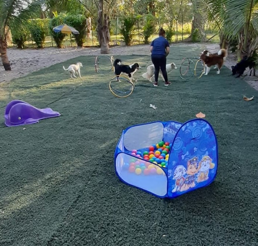 Creche para cachorros no Recreio