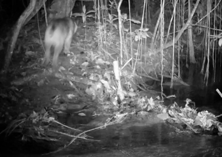 VÍDEO Onça parda é flagrada pela primeira vez em Ilha Grande Super