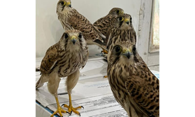 Aves resgatadas no Paquistão