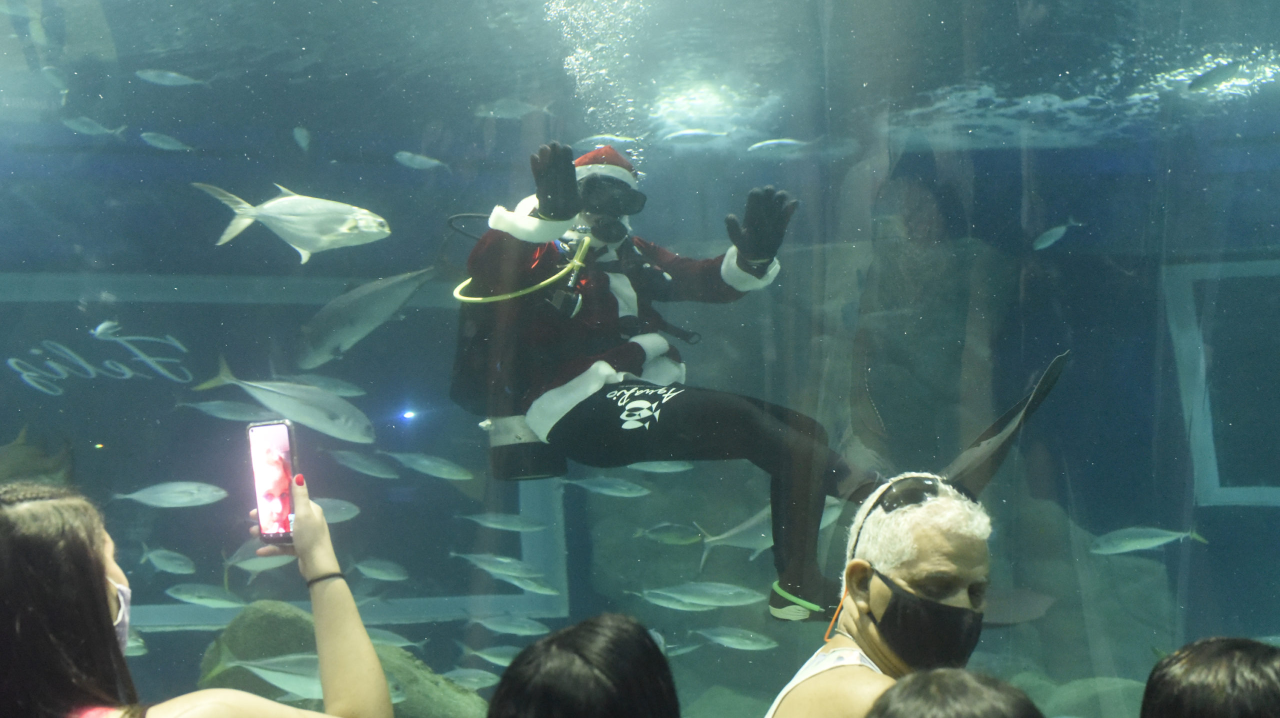 Papai Noel mergulhando com tubarões é atração da temporada de Natal do AquaRio