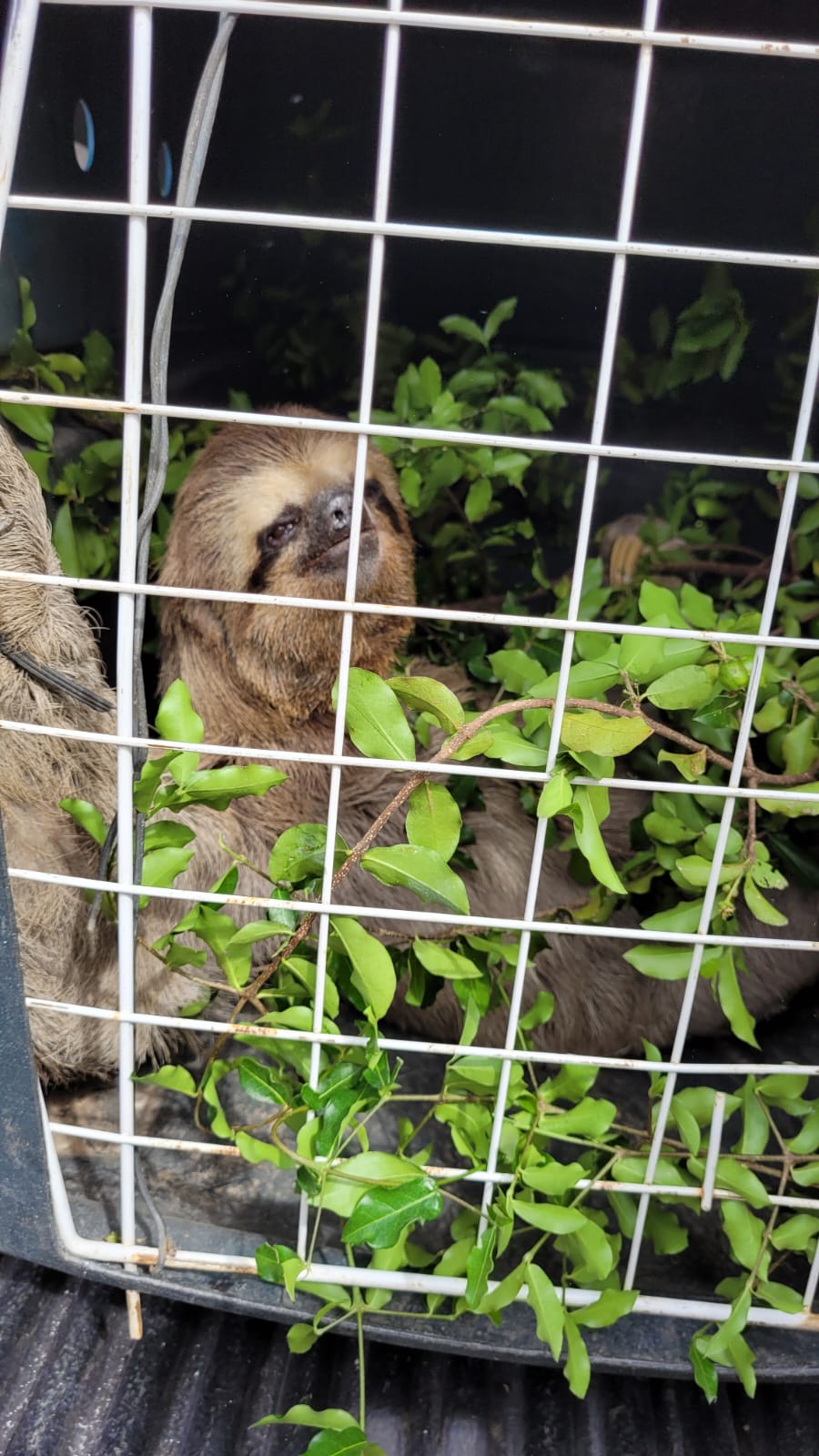 Guarda Municipal resgata bicho preguiça em Itaipuaçu