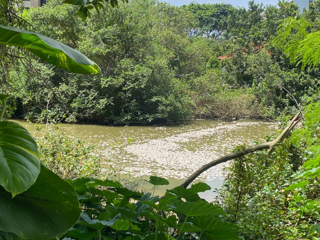 Pelo menos 10 toneladas de de peixes foram mortos no canal de Marapendi, na Barra da Tijuca, na Zona Oeste do Rio