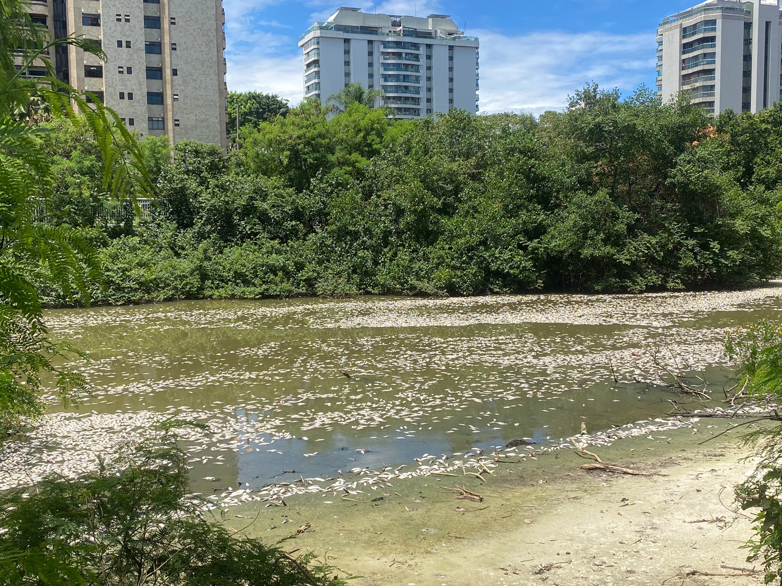 Pelo menos 10 toneladas de de peixes foram mortos no canal de Marapendi, na Barra da Tijuca, na Zona Oeste do Rio