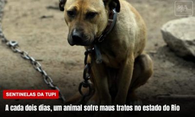 A cada 48h, um animal sofre maus tratos no estado do Rio (Foto: Erika Corrêa/ Super Rádio Tupi)