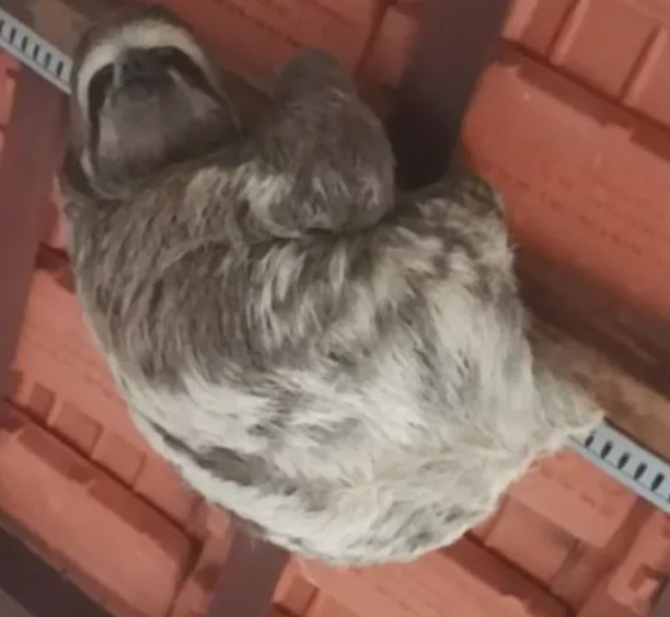 Preguiça é encontrada no telhado de uma casa em Niterói