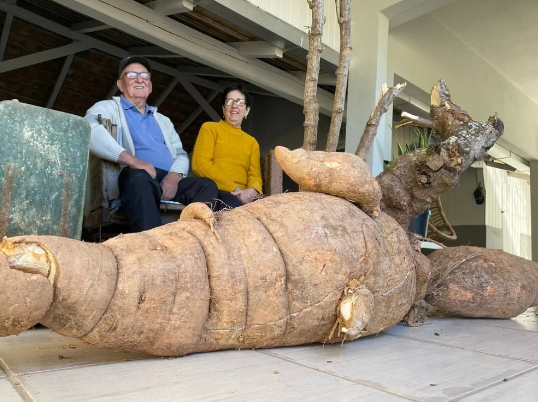 Otávio e Wilma Hoeppner com o pé gigante de mandioca