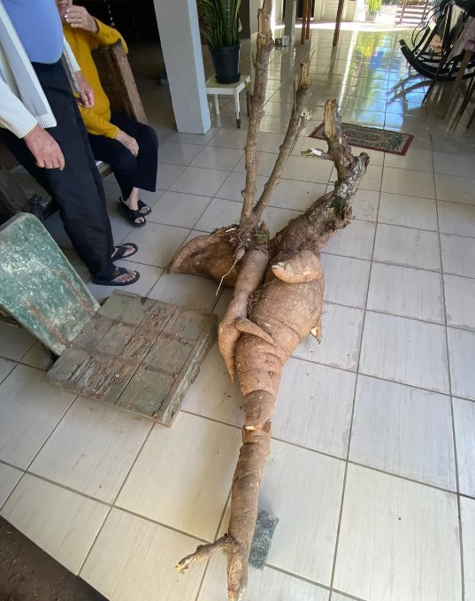 Pé gigante de mandioca é colhido em Santa Catarina