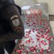 Drogas apreendidas no "feirão" das drogas, no Centro do Rio