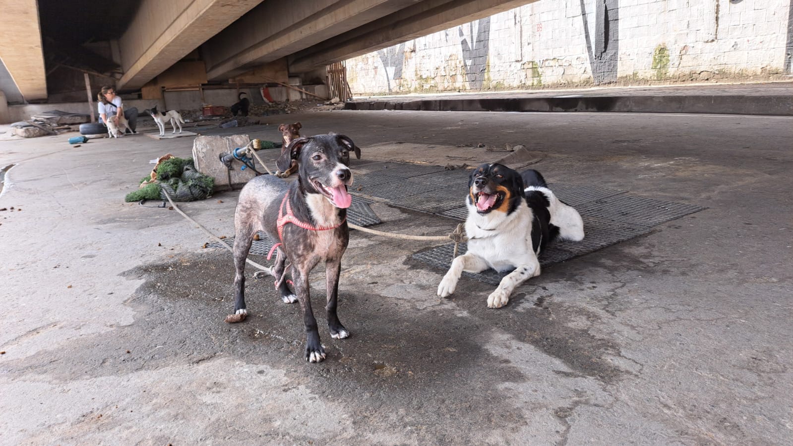 11 cães que viviam amarrados sob viaduto na Avenida Brasil são resgatados (Foto: Divulgação)