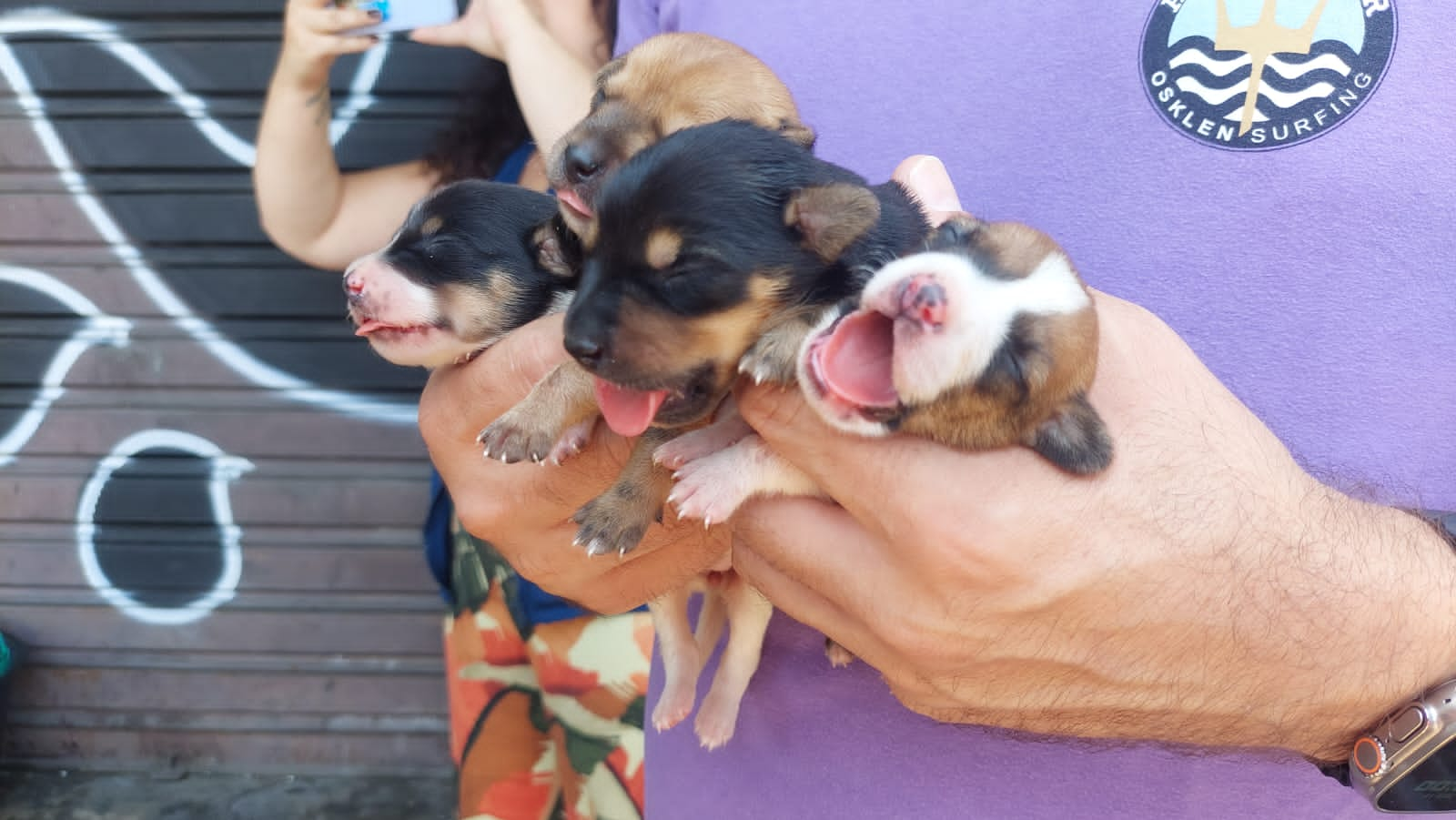 Animais resgatados foram encontrados com hipertermia, sem água, sem comida, amarrados em dois carrinhos de supermercado embaixo do sol