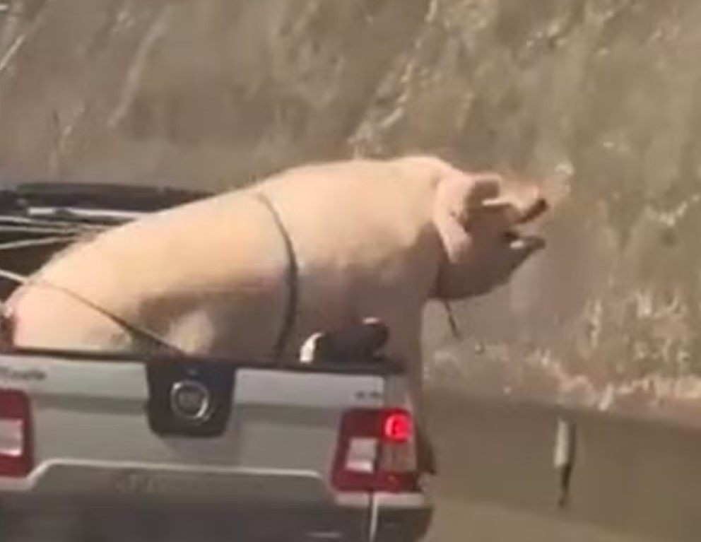 Porco e cabrito sendo transportados em carro de passeio