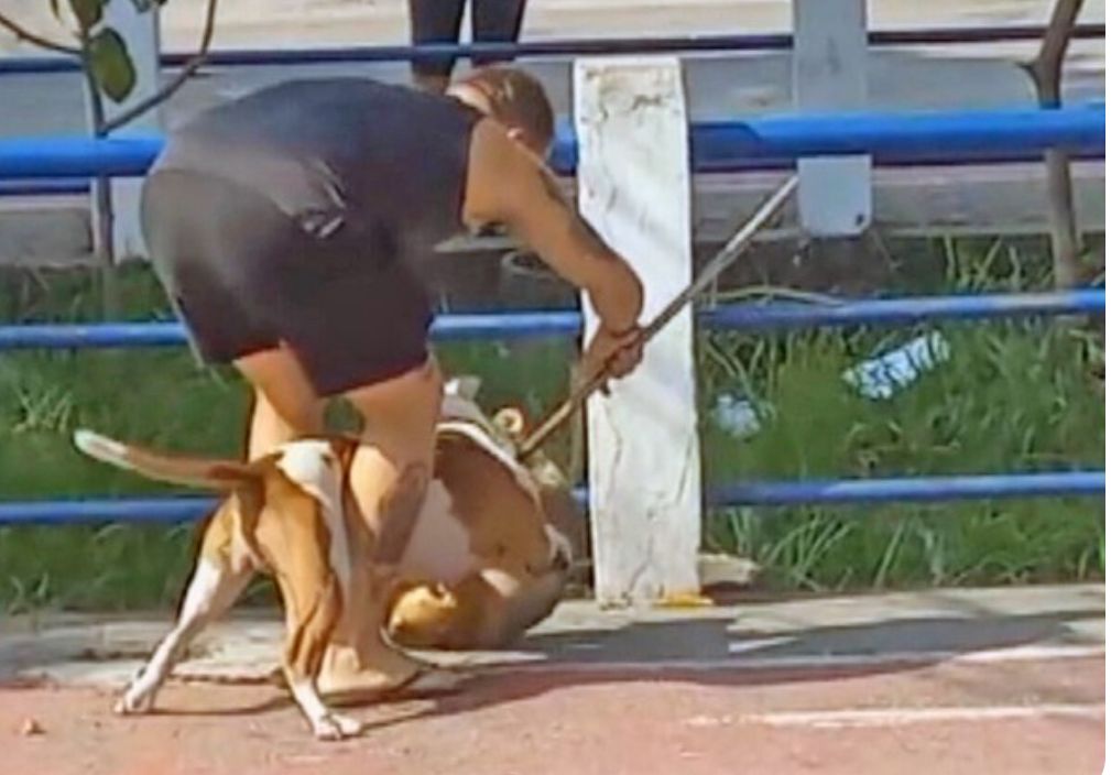 Pitbull ataca outro cão de menor porte