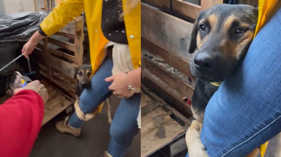 Cachorro abraça voluntária após resgate no RS e momento viraliza nas redes