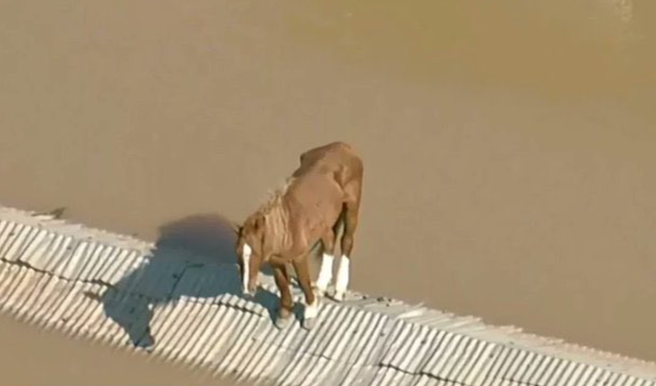 Cavalo tentando se equilibrar em cima dos telhados.