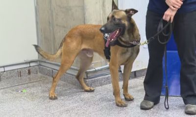 Cão treinado pela Receita Federal flagra dinheiro ilegal no Galeão