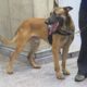 Cão treinado pela Receita Federal flagra dinheiro ilegal no Galeão