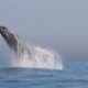 Clique raro mostra baleia se alimentando no mar de Búzios