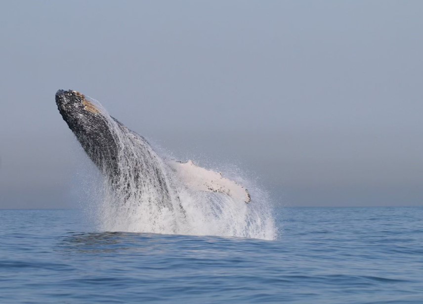 Clique raro mostra baleia se alimentando no mar de Búzios