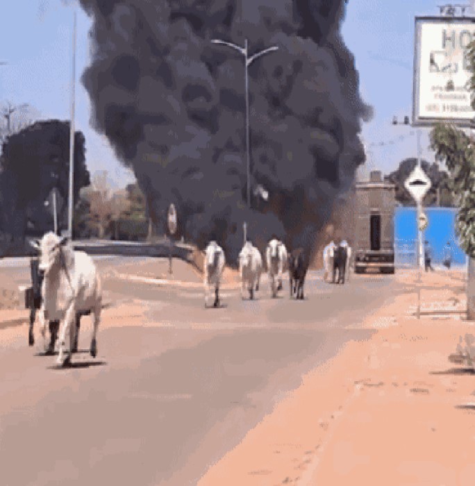 Imagem mostra um grupo de bois brancos caminhando por uma estrada pavimentada, enquanto uma grande nuvem de fumaça preta se eleva ao fundo. A cena contrasta a calma dos animais com a possível emergência indicada pela fumaça.