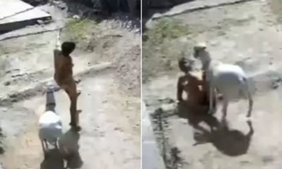 Cabra invade terreno e ataca mulher