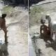 Cabra invade terreno e ataca mulher