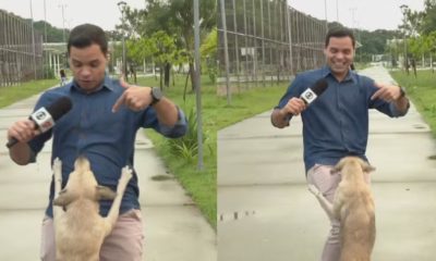 Cachorro invade reportagem ao vivo da TV Globo