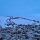 Frio extremo na Patagônia argentina congela animais
