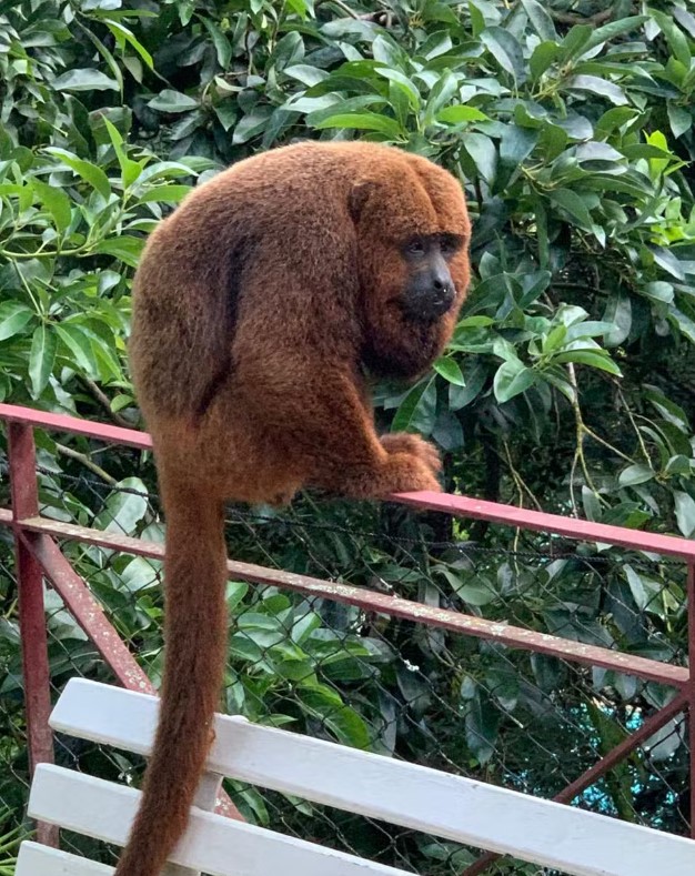 Macaco em extinção morde morador de condomínio em Minas Gerais