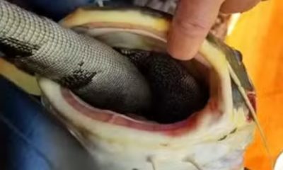 Peixe fica entalado com cobra em Rio no Pará.