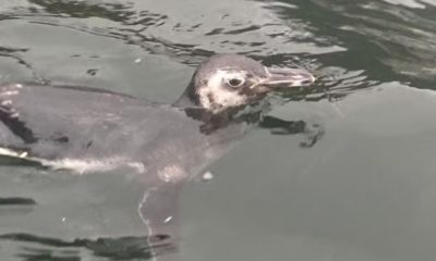Pinguim é resgatato em Niterói.