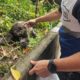 Bicho-preguiça resgatado em Laranjeiras