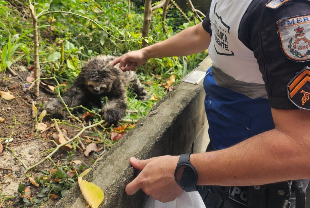 Bicho-preguiça resgatado em Laranjeiras