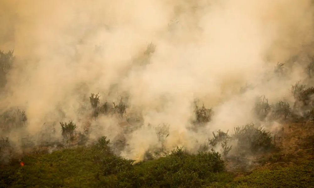 Pantanal Tem Este Ano Maior Rea Queimada Em Junho Super R Dio Tupi