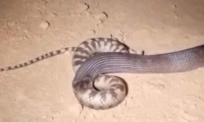 Cobra 'canibal' é fragrada devorando outra serpente