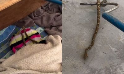 Cobra venenosa é encontrada em cama de cachorro em Santa Catarina