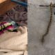 Cobra venenosa é encontrada em cama de cachorro em Santa Catarina