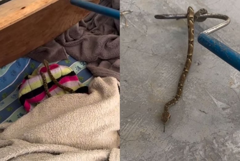 Cobra venenosa é encontrada em cama de cachorro em Santa Catarina