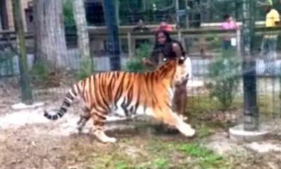 Mulher quase tem mão mordida por tigre após escalar cerca de zoológico