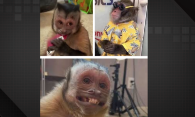 Entidade choca ao revelar realidade dos macacos que viralizam em memes