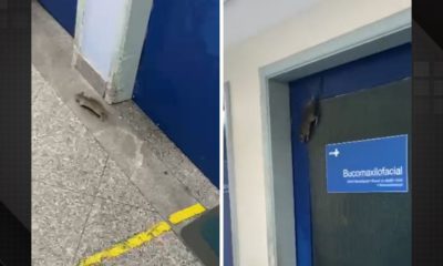 Rato é flagrado nos corredores de hospital municipal no Rio