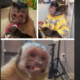Entidade choca ao revelar realidade dos macacos que viralizam em memes