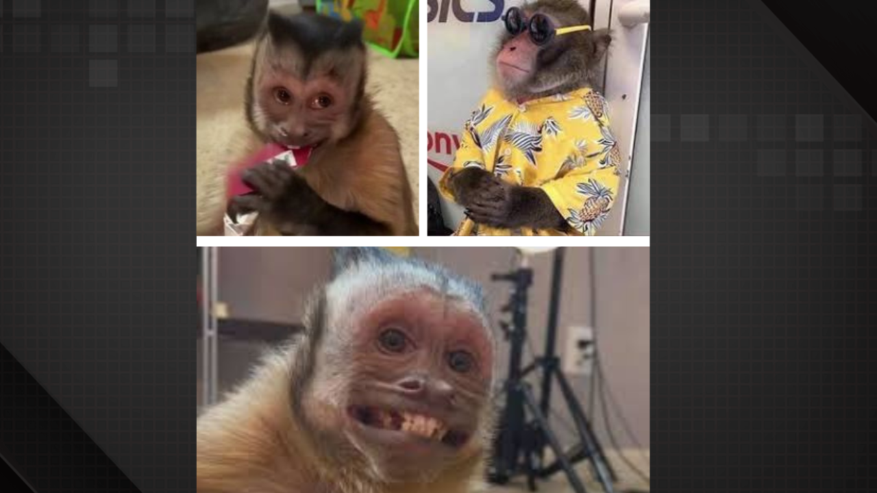Entidade choca ao revelar realidade dos macacos que viralizam em memes